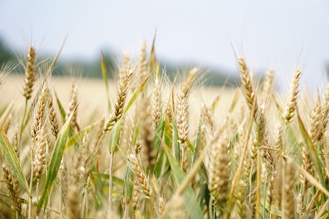 Fields of Gold: Unraveling the Dynamics of Wheat Prices